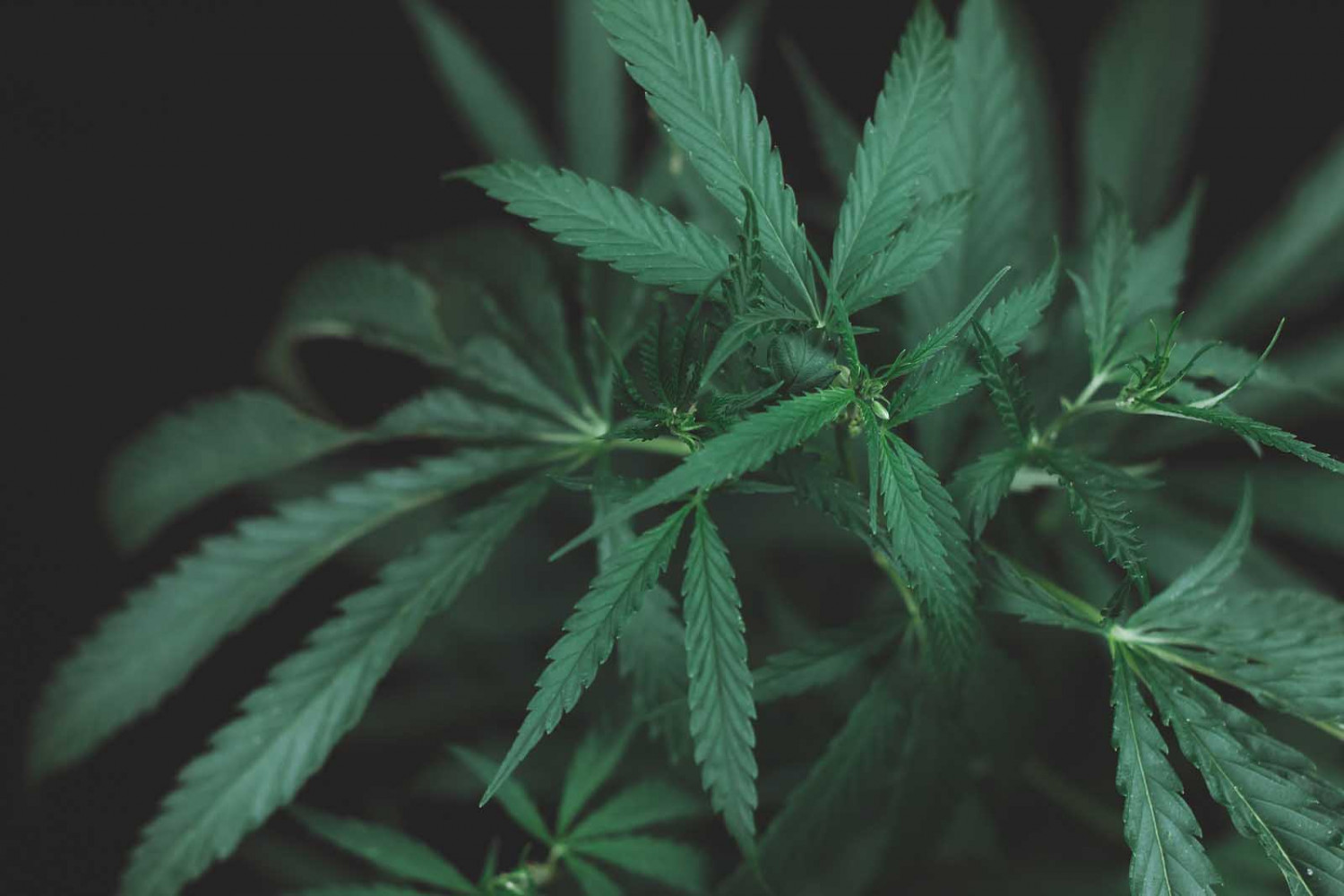 Marijuana Dispensary, Marijuana Shop Billings, MT Uncle Bucks